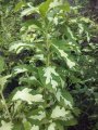Graptophyllum Pictum 
